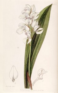 Govenia liliacea by Miss Drake